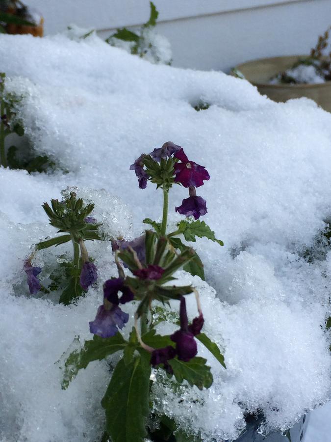 Denali Primrose Bed & Breakfast ฮีลี ภายนอก รูปภาพ