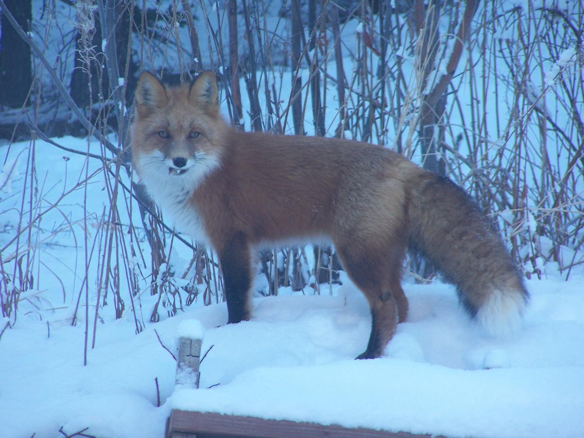 Denali Primrose Bed & Breakfast ฮีลี ภายนอก รูปภาพ