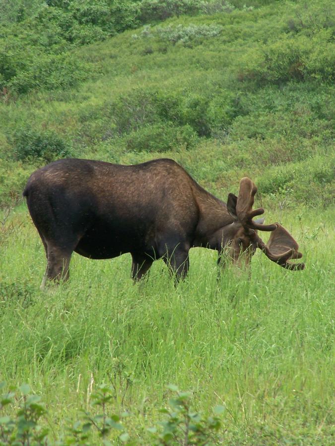 Denali Primrose Bed & Breakfast ฮีลี ภายนอก รูปภาพ